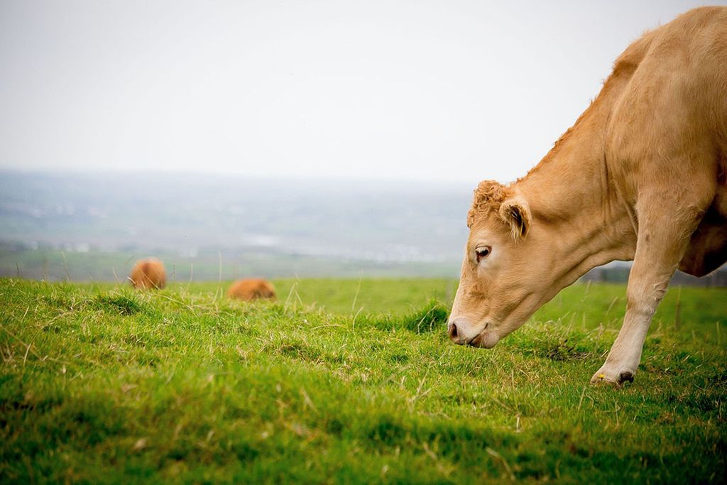 Kerry Dairy, onderdeel van het Ierse Kerry Group, verwerkt ruim een miljard liter melk per jaar ofwel een vijfde van de nationale melkplas. - Foto: Canva
