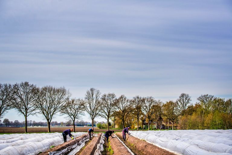 Aspergestekers in het Limburgse Ell. - Foto: ANP