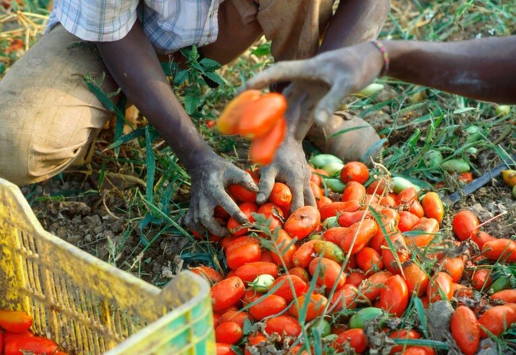 Mensenrechtenschending bij tomatenteelt voor verwerking in Zuid-Italië. Foto: Oxfam Novib