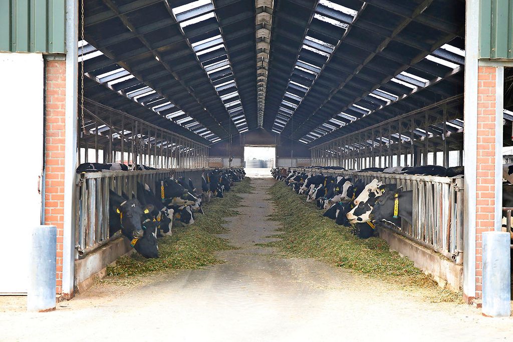 Vreba Melkvee in het Limburgse Vredepeel is het grootste melkveebedrijf van Nederland, met ruim 2.500 koeien. - Foto: Hans Prinsen