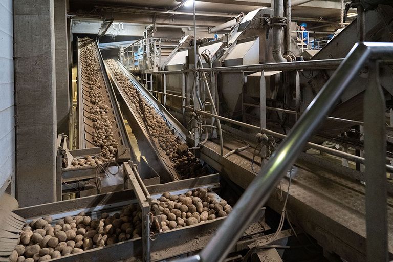 Aardappelverwerking. Foto: Jan Willem Schouten
