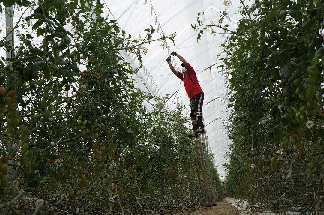 Archiefbeeld van Spaanse tomatenteelt. - Foto: Gerard Boonenkamp.