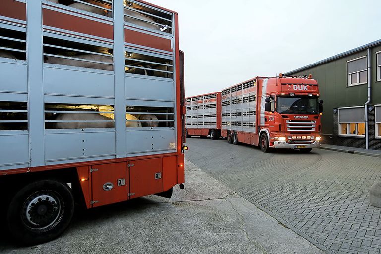 Varkens laden voor transport. Foto: Henk Riswick