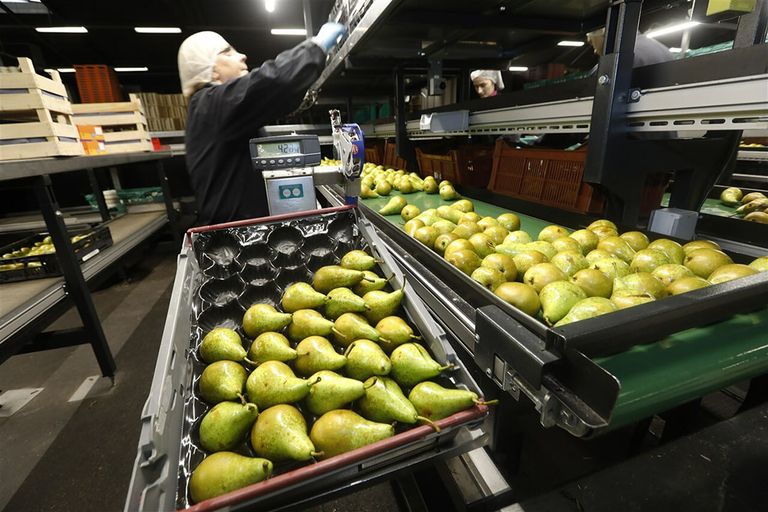 FruitMasters is de grootste fruitcoöperatie van Nederland met ruim 400 aangesloten fruittelers in hard- en zachtfruit. - Foto: ANP