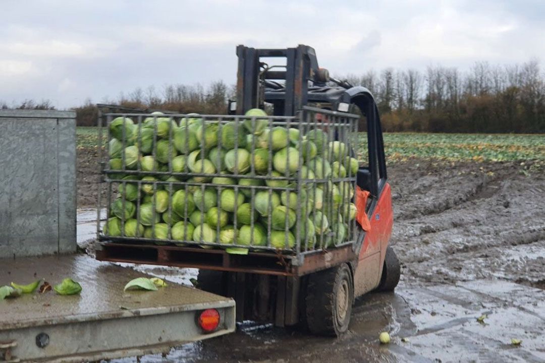 Laden van bakken wittekool op wagen voor bewaring. - Foto: Jeroen Verheul