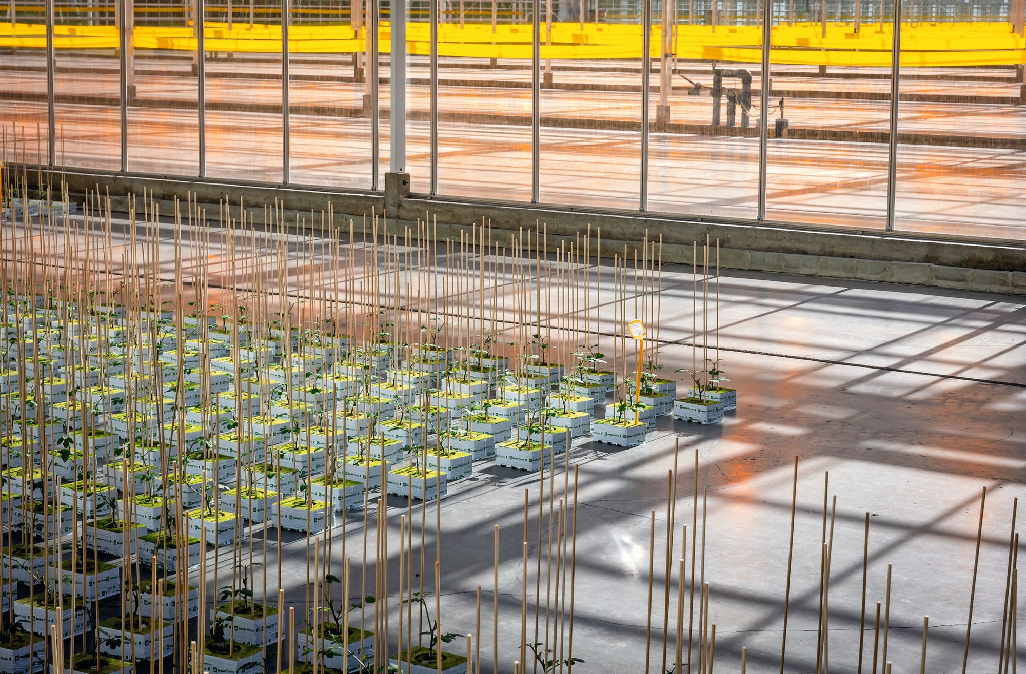 Glastuinders zien door lastenstijging energie de terugverdientijd van investeringen korter worden. Foto: Roel Dijkstra