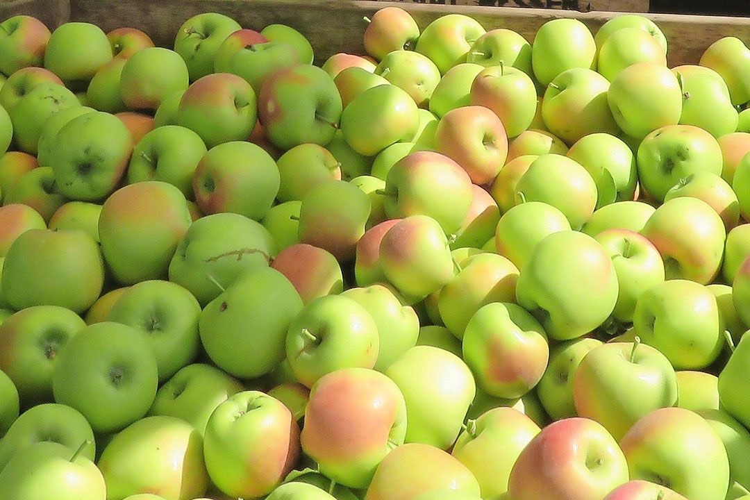 Voor het tweede achtereenvolgende jaar oogst van zomerappels onder bepaald zomerse omstandigheden. - Foto: Ton van der Scheer