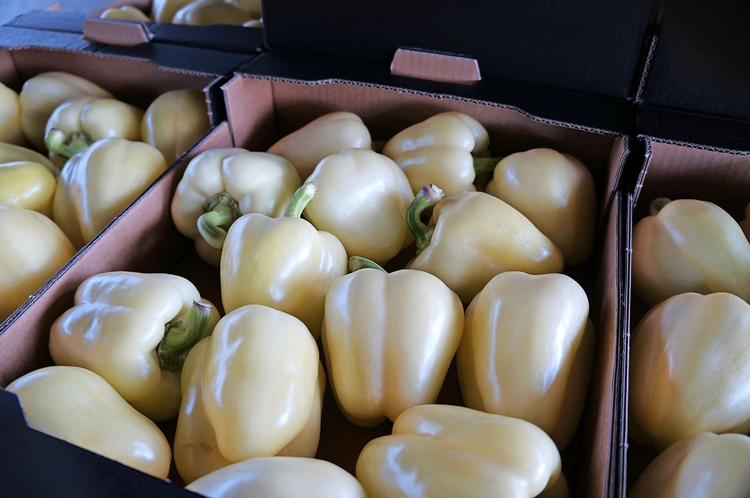 Archiefbeeld van witte paprika s voor Levarht. Die leverde onder meer aan de Verenigde Staten, Japan en het Midden-Oosten. - Foto: Gerard Boonekamp