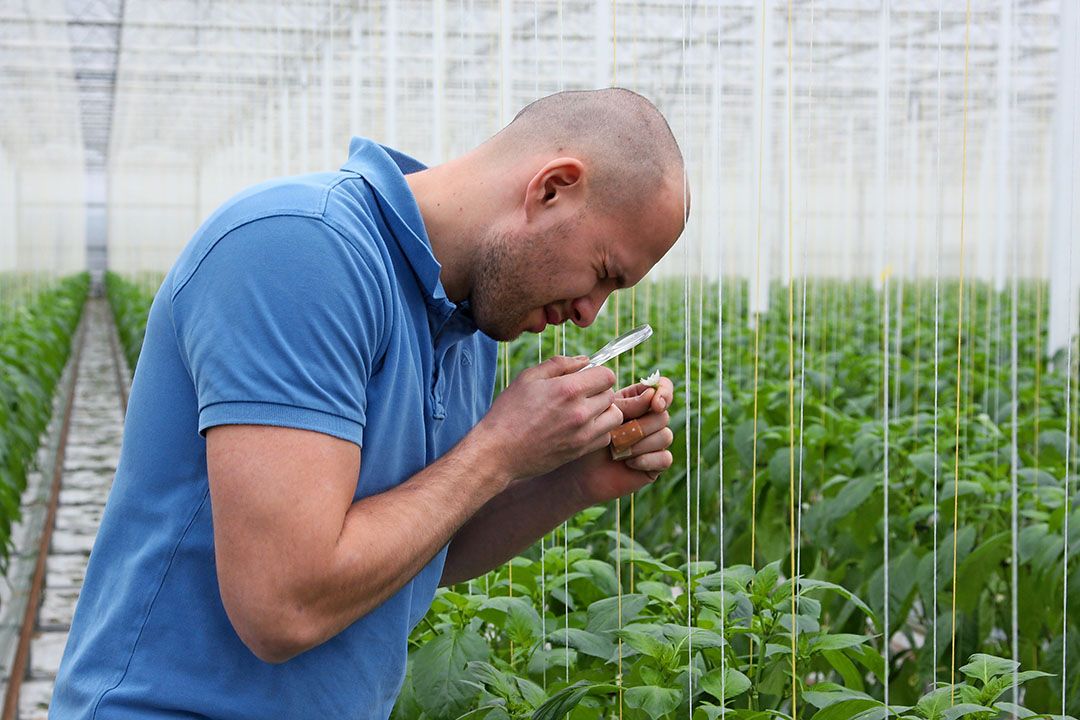 Luc van den Bosch:  Het liefst willen we alles biologisch bestrijden. Maar af en toe hebben we toch iets uit het medicijnenkastje nodig om te corrigeren." - Foto: Harry Stijger