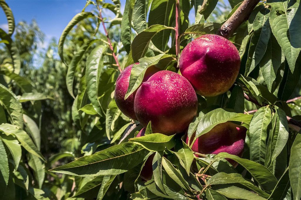 Nectarines in Franse boomgaard. - Foto: ANP