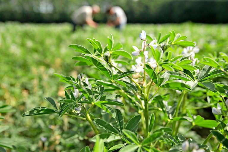 Lupine. De overheid zet in op de teelt van eiwitrijke gewassen zoals lupine. - Foto: Michel Zoeter