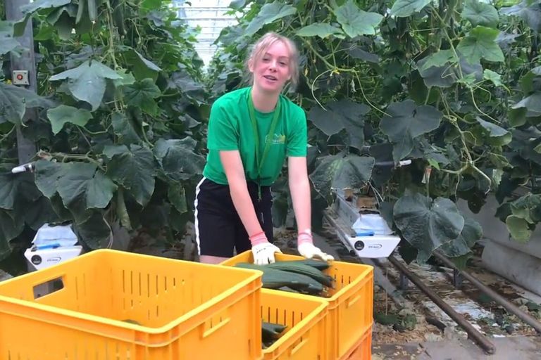 Scholier en vlogger Maud Classens aan het werk op kwekerij Vieverde (L.). - Foto: Glastuinbouw Nederland