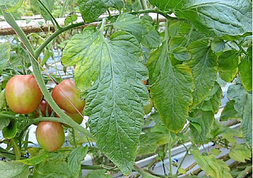 De aandacht van de NVWA lag rond de verkoop in 2017 vooral op het tomatenchlorosevirus en minder op Clavibacter. - Foto: NVWA