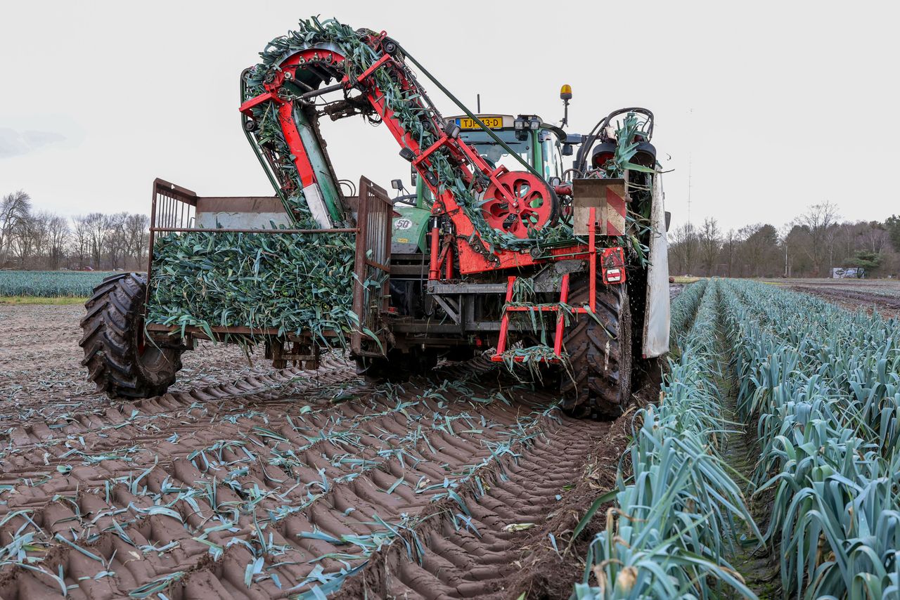 Bij Genson is het rooien tussen kerst en nieuw gewoon doorgegaan. Foto: Bert Jansen