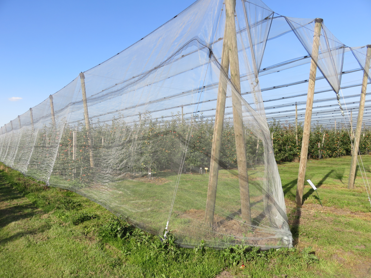 Randwijk bekijkt gaas, netten en kappen in hardfruit