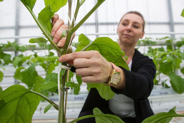 Welke klus kun je een zzp'er laten doen, wanneer is het loondienst? - foto: Peter Roek