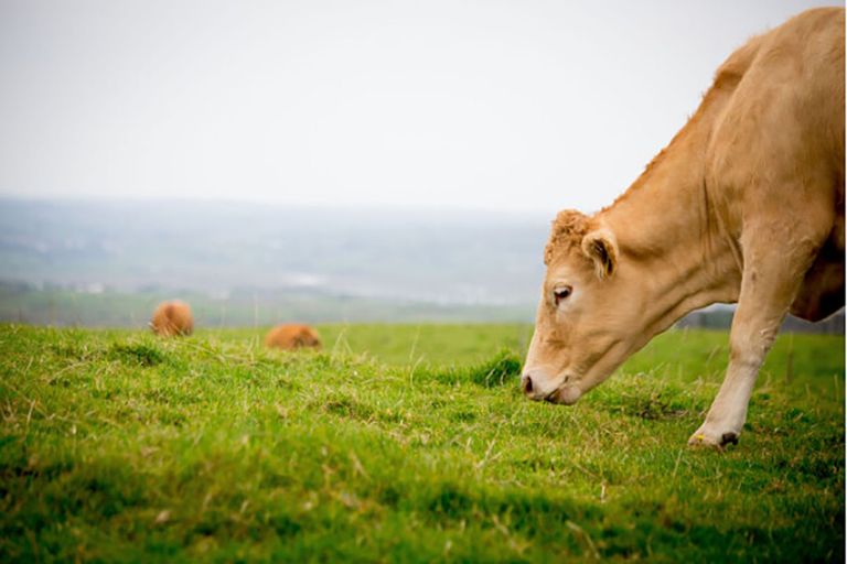 Vlees en vee is al jaren de tweede exportcategorie met een waarde van € 3,4 miljard in 2020. - Foto: Canva