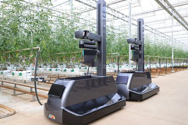 De snacktomaten-oogstrobot is vernieuwd. Foto: Inaho