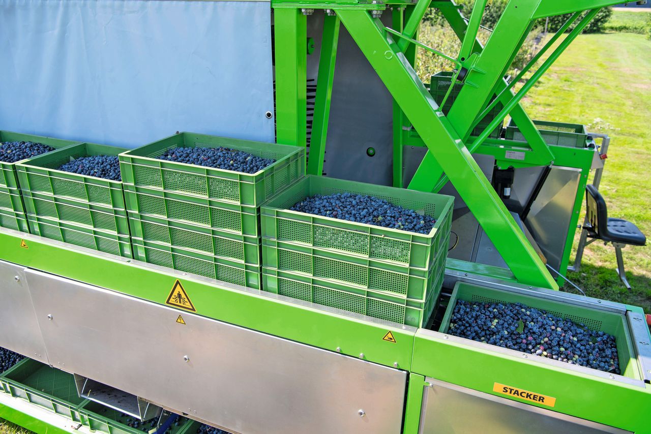 Oogst blauwe bessen. Foto: Mark Pasveer