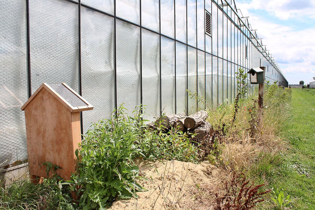 Er komen meer hulpvragen uit de tuinbouw door de energiecrisis. - Foto: Ton van der Scheer.