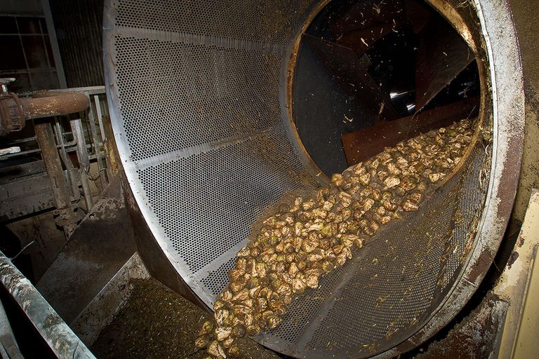 Cosun Beet Company streeft er al jaren naar om meerwaarde te creëren uit de suikerbiet. Foto: Peter Roek