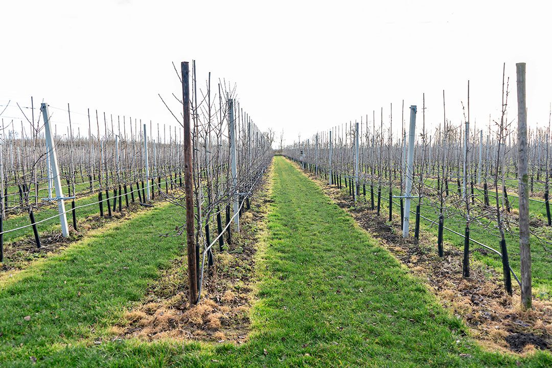 Fruitteler Slabbekoorn heeft de exacte locatie van zijn bomen vastgesteld. Daarmee is precisiespuiten beter mogelijk, als het spuitseizoen straks weer losbarst. - Foto: Stadje Media