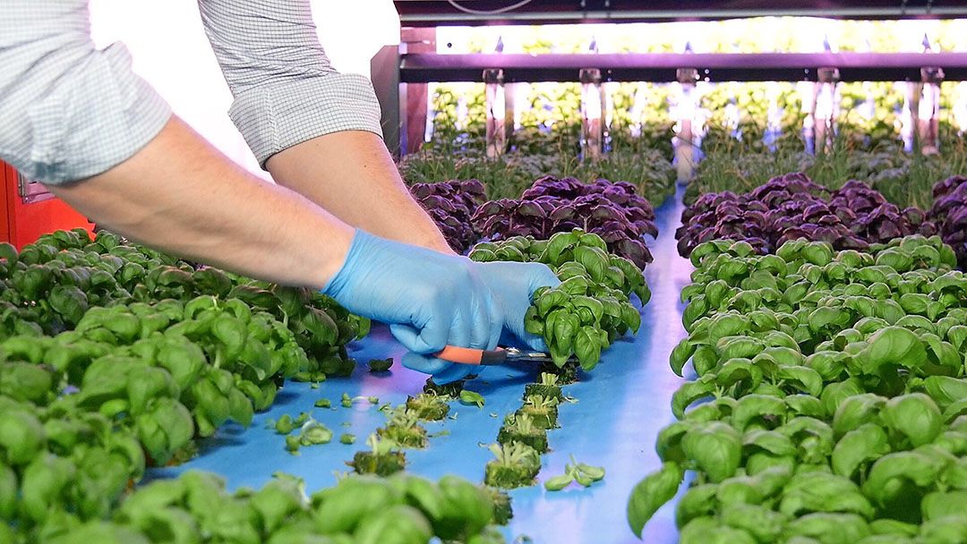 De basilicum van Glowfarms is wel even horizontaal als er geoogst moet worden - nu nog met de hand. - foto: Glowfarms