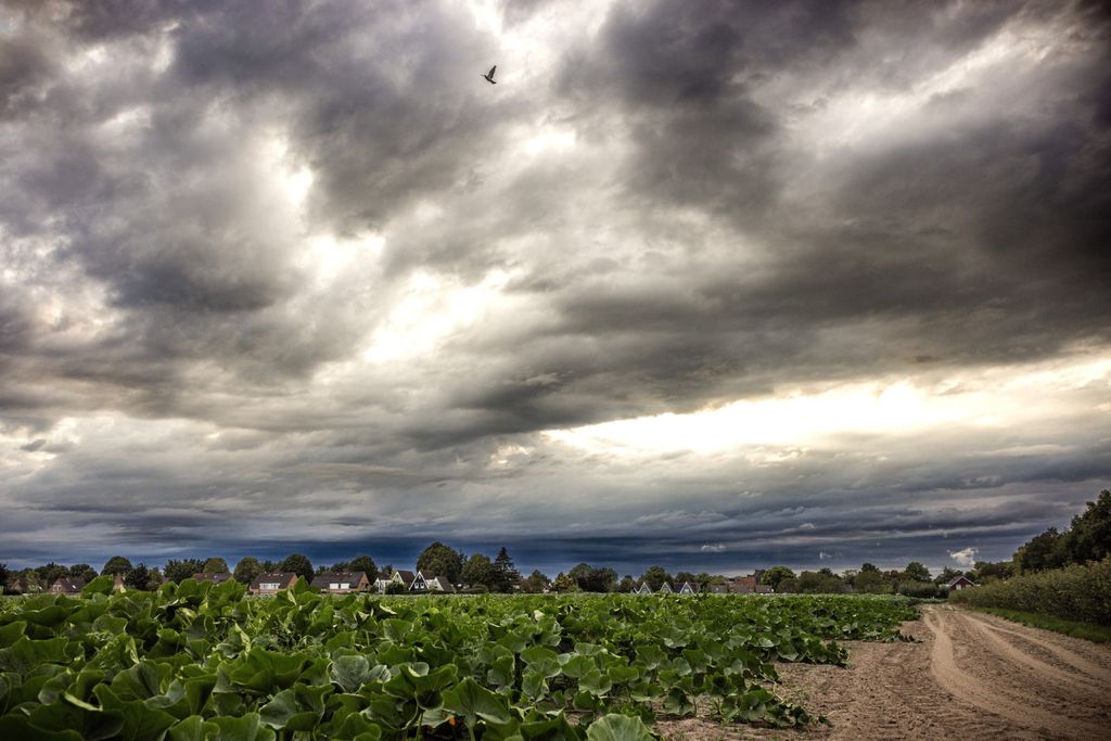 Klimaatverandering zou bij de tuinder tot diepgaand nadenken moeten leiden over risico’s van weersextremen. Foto: ANP/  Hollandse Hoogte / Rob Engelaar