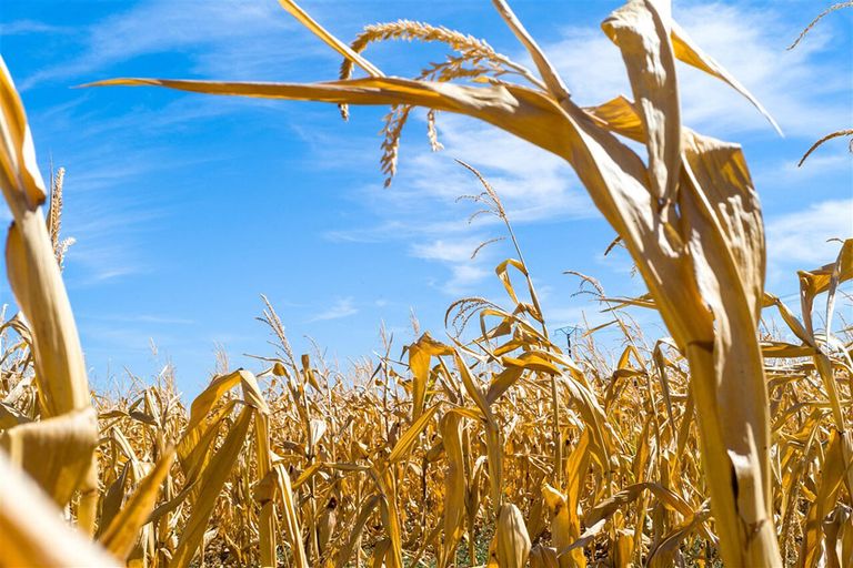 Verdroogde mais op een akker in Tarn-et-Garonne in augustus 2022. Door de droogte is er in Frankrijk fors minder korrelmais geoogst. - Foto: ANP