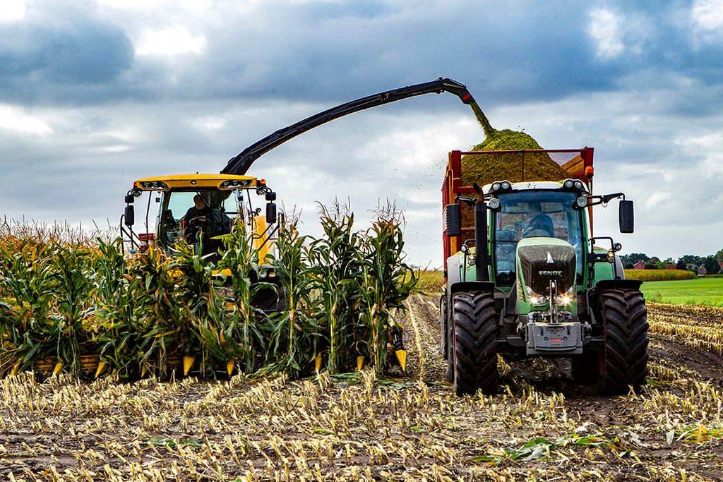 De oogst van mais. Op veel plekken in Nederland is de maisoogst in volle gang. - Foto: Ronald Hissink