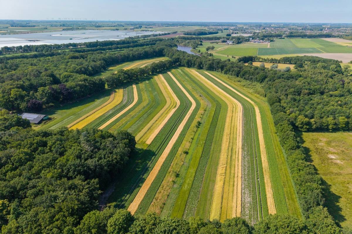Foto: Peter Roek