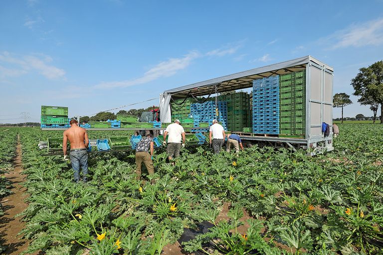 Met de nieuwe oogstwagens oogsten en verpakken de medewerkers rechtstreeks in eindfust - Foto: Bert Jansen