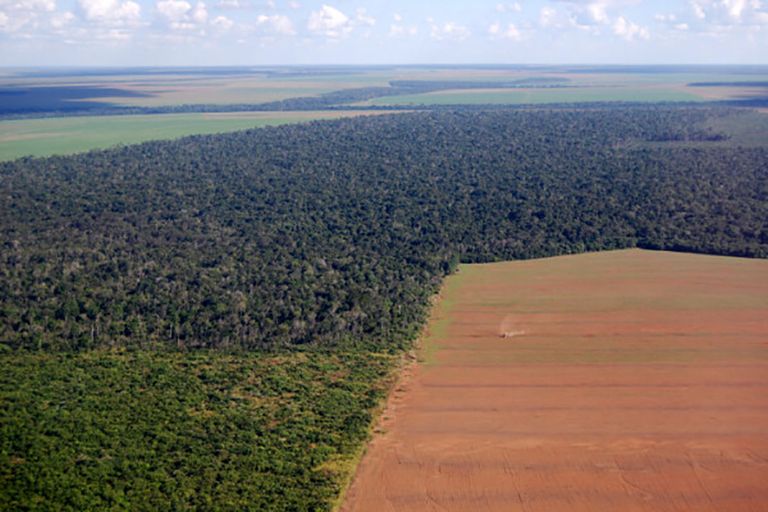 Onder president Jair Bolsonaro is het ontginnen van bos en savanne in Brazilië weer toegenomen. - Foto: Canva/Phototreat