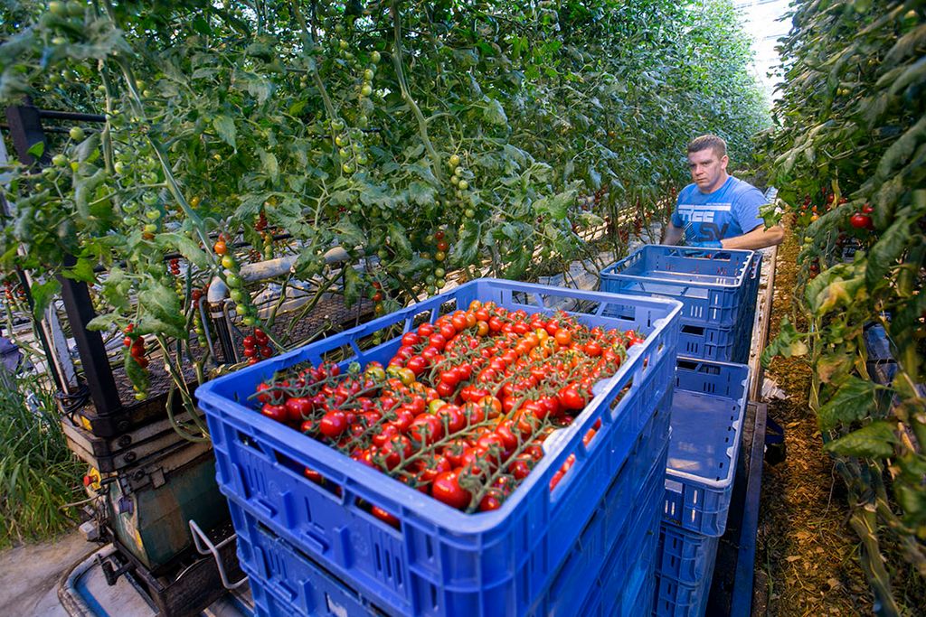 Archieffoto tomatenplukken. - Foto: Roel Dijkstra