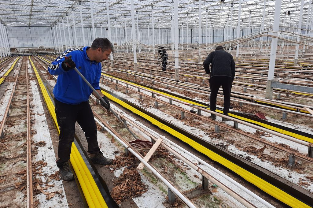 Opharken van bladresten tijdens de teeltwisseling. Foto: Harry Stijger