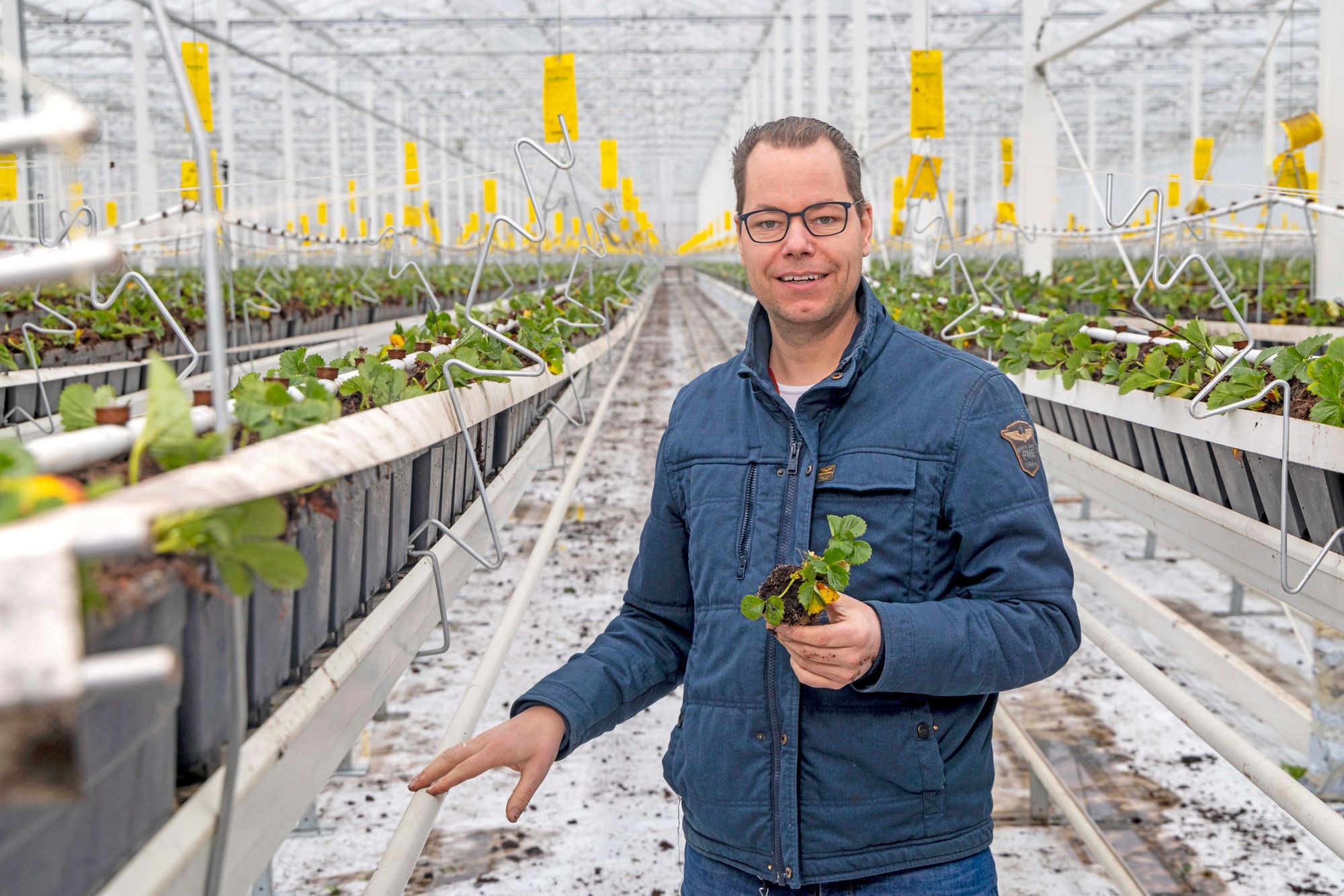 Jan van Genderen van aardbeienbedrijf Royal Berry. Foto’s: Koos Groenewold