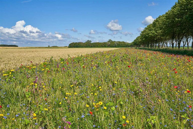 Boeren hebben geïnnoveerd en geadapteerd om onze ecosystemen meer te beschermen en de biodiversiteit te bevorderen. - Foto: ANP