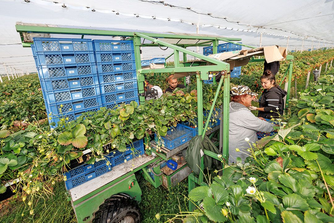 Met behulp van een speciale trolley oogst Niels Huijsmans zijn aardbeien op stellingen - Foto: Peter Roek.