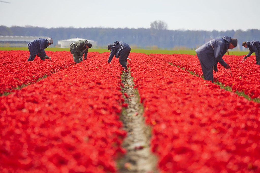 Zoals veel media plaatst ook De Telegraaf vaak tuinbouwfoto's bij stukken over arbeidsmigranten. In dit geval deze van het ANP. -Foto: ANP