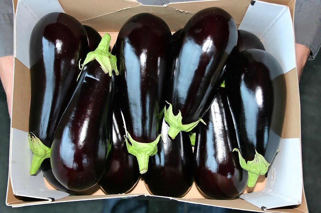 Aubergines in doos. - Foto: Harry Stijger