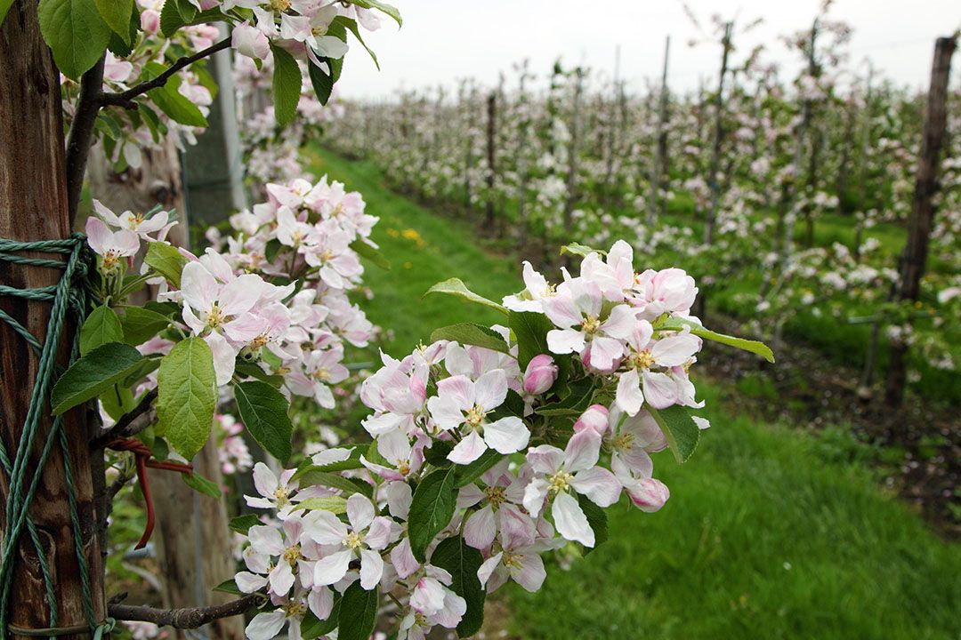 Archieffoto van appelbloesem. Foto: Herbert Wiggerman