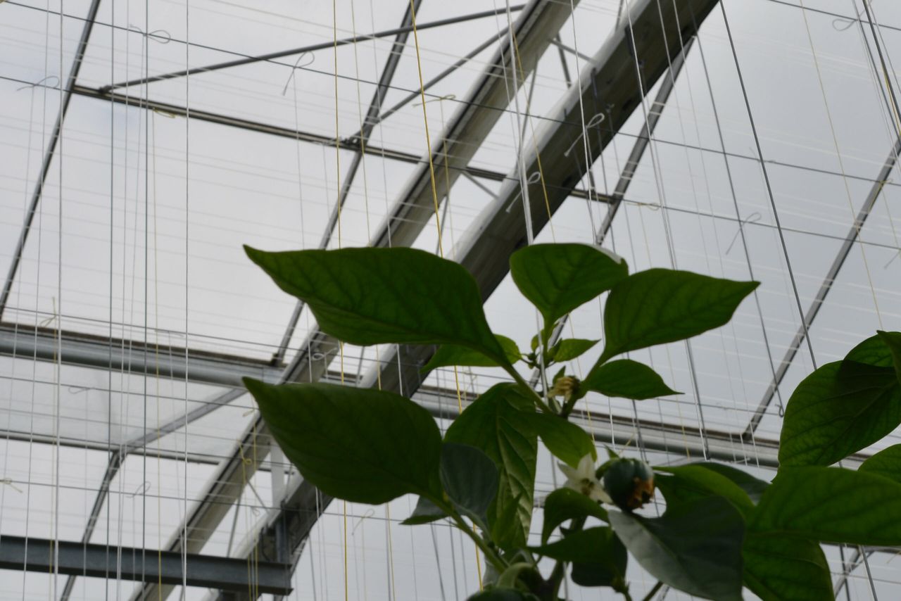 Enkel plus dubbel spouwscherm boven paprika. Foto: Peter Visser