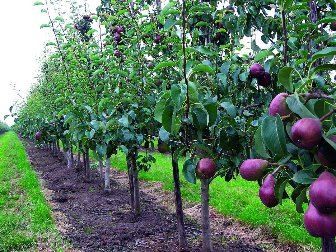 Een van de perenrassen die Vernooij teelt is de roodkleurende Sweet Sensation. -Foto: Stan Verstegen