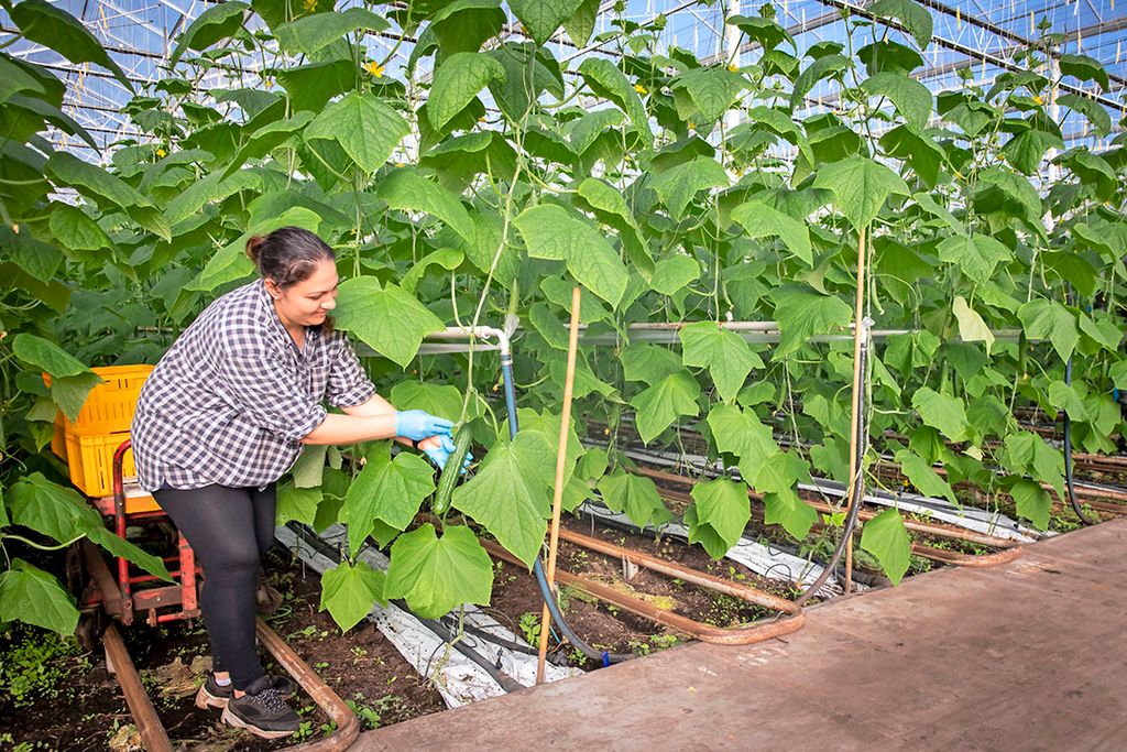 De eerste komkommers van dit seizoen kunnen weer gesneden worden. - Foto: Roel Dijkstra