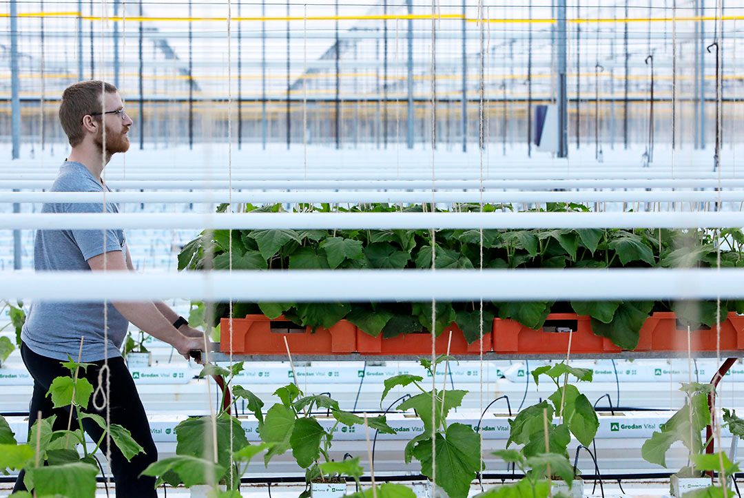 Er komt extra geld voor kunstmatige intelligentie en robotisering in de glastuinbouw. - Foto: VidiPhoto