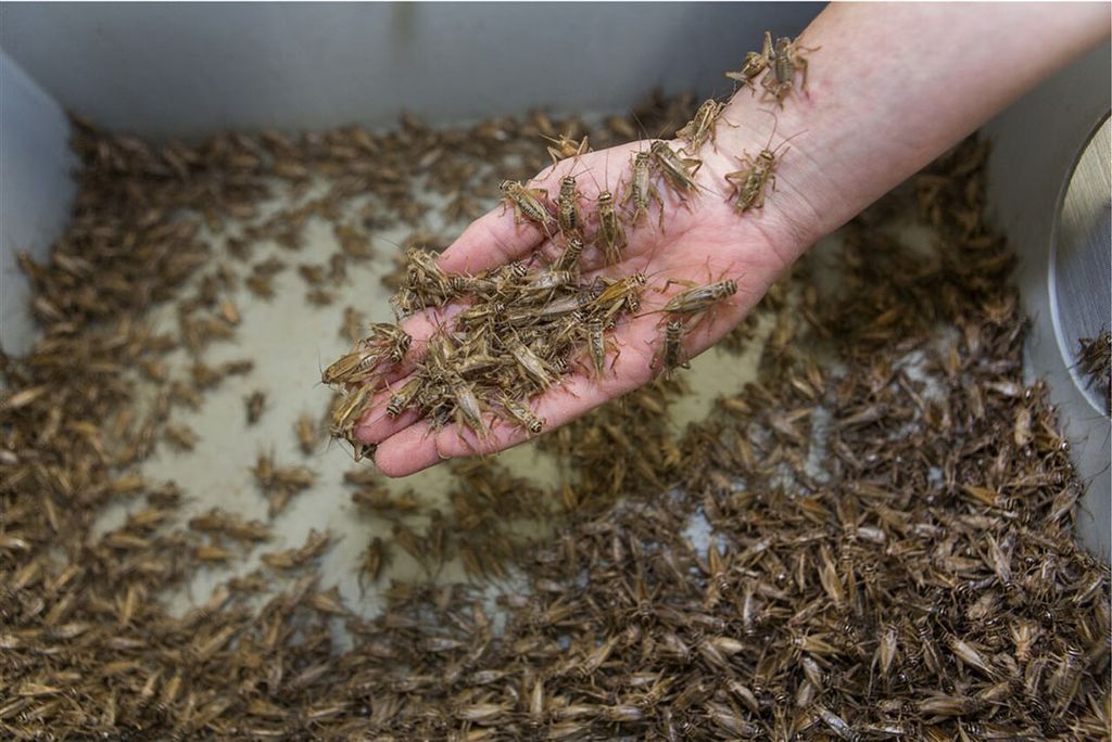 De huiskrekel is het derde insect dat Efsa als veilig voor humane consumptie ziet. - Foto: ANP / Science Photo Library