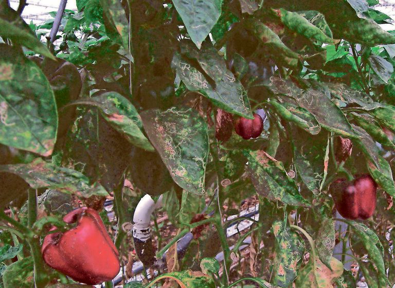 Flinke luzienschade in paprika kan nu beter geïntegreerd langs biologische en chemische weg voorkomen worden. - foto: G&F