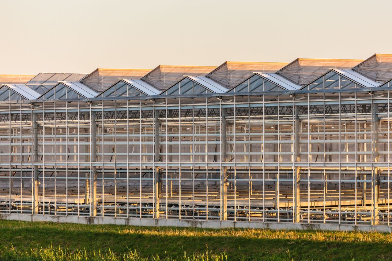 In het rapport staat wanneer glastuinbouw niet meedoet, andere sectoren hoger belast worden. Foto: Canva