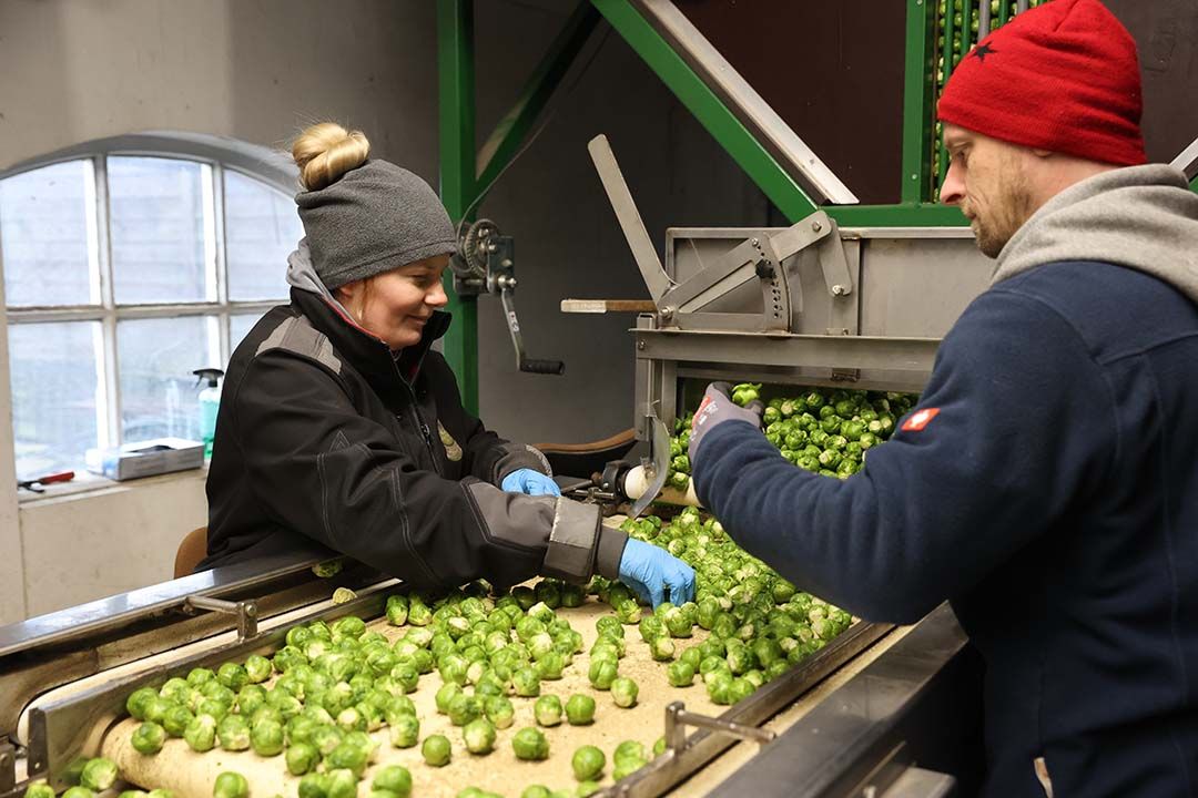 Heel het seizoen liep Kasper Kleijwegt twee weken voor op zijn oogstschema. Foto: Dennis Wisse