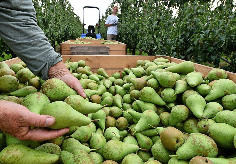 Nederland is dit seizoen de grootste perenproducent van Europa, als gevolg van de dramatische daling van de perenoogst in Frankrijk en Italië. - Foto: ANP